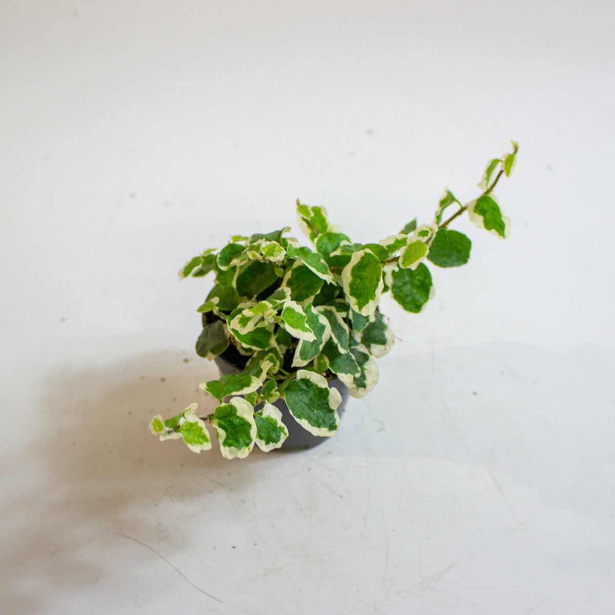 Ficus pumila 'Bellus' 6cm H10cm