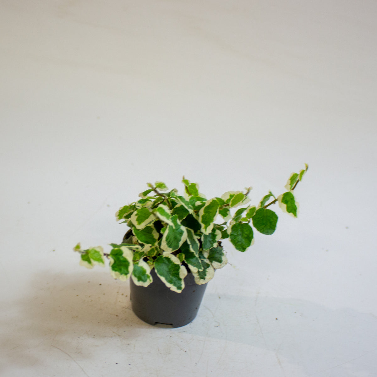 Ficus pumila 'Bellus' 6cm H10cm