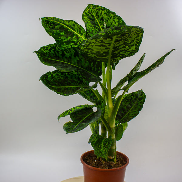 Dieffenbachia Reflector 17cm H60cm