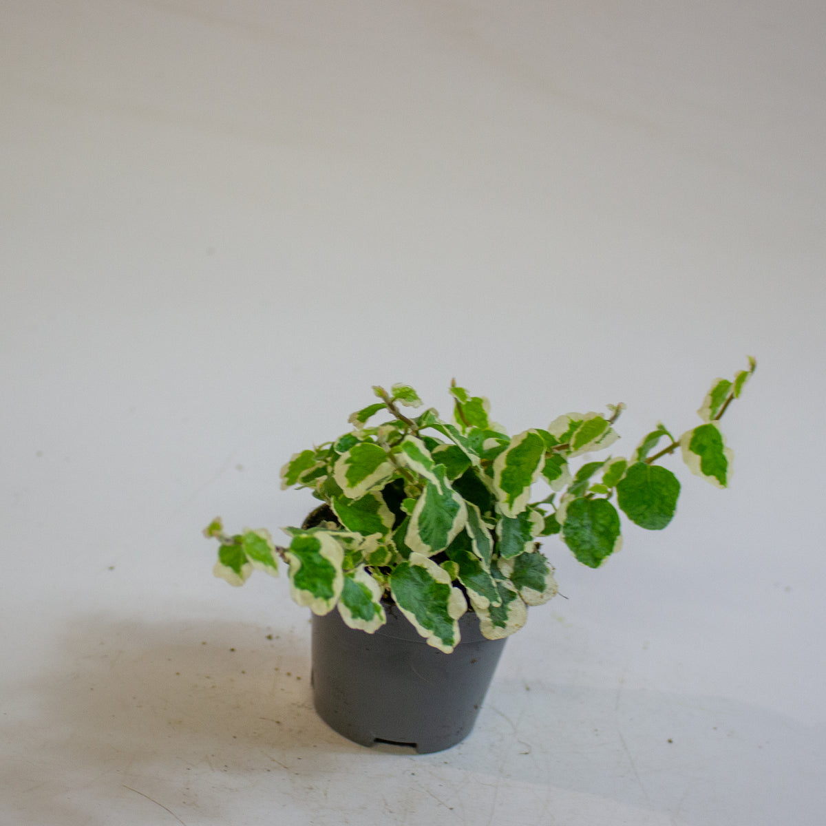 Ficus pumila 'Bellus' 6cm H10cm