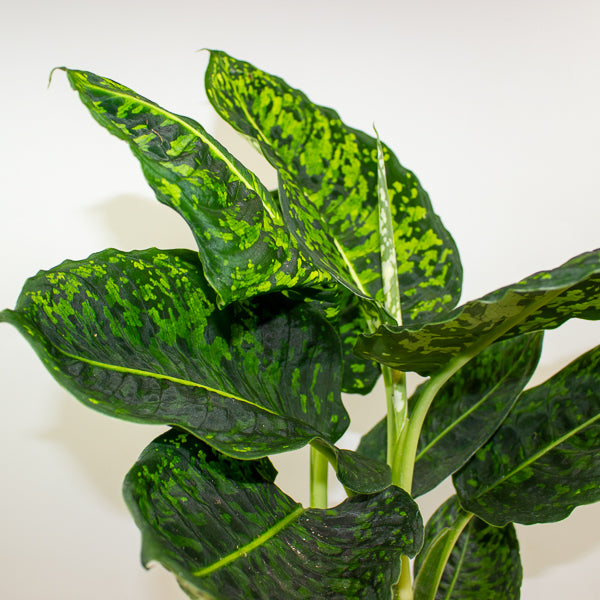 Dieffenbachia Reflector 17cm H60cm