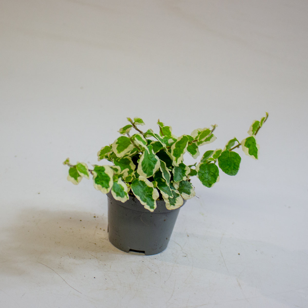 Ficus pumila 'Bellus' 6cm H10cm