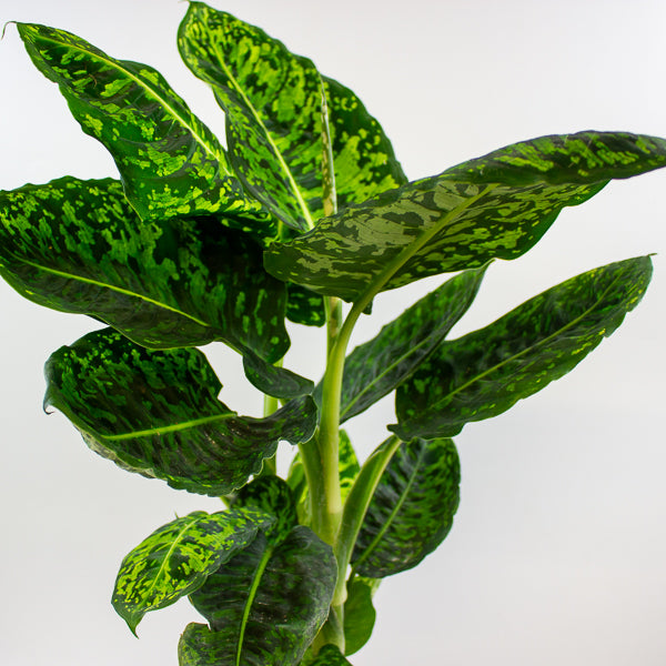 Dieffenbachia Reflector 17cm H60cm