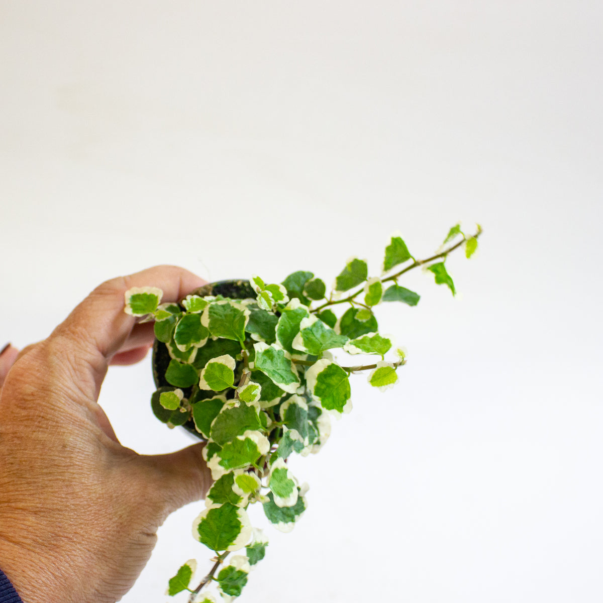 Ficus pumila 'Bellus' 6cm H10cm