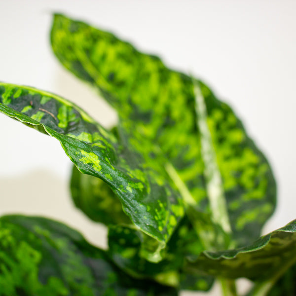 Dieffenbachia Reflector 17cm H60cm