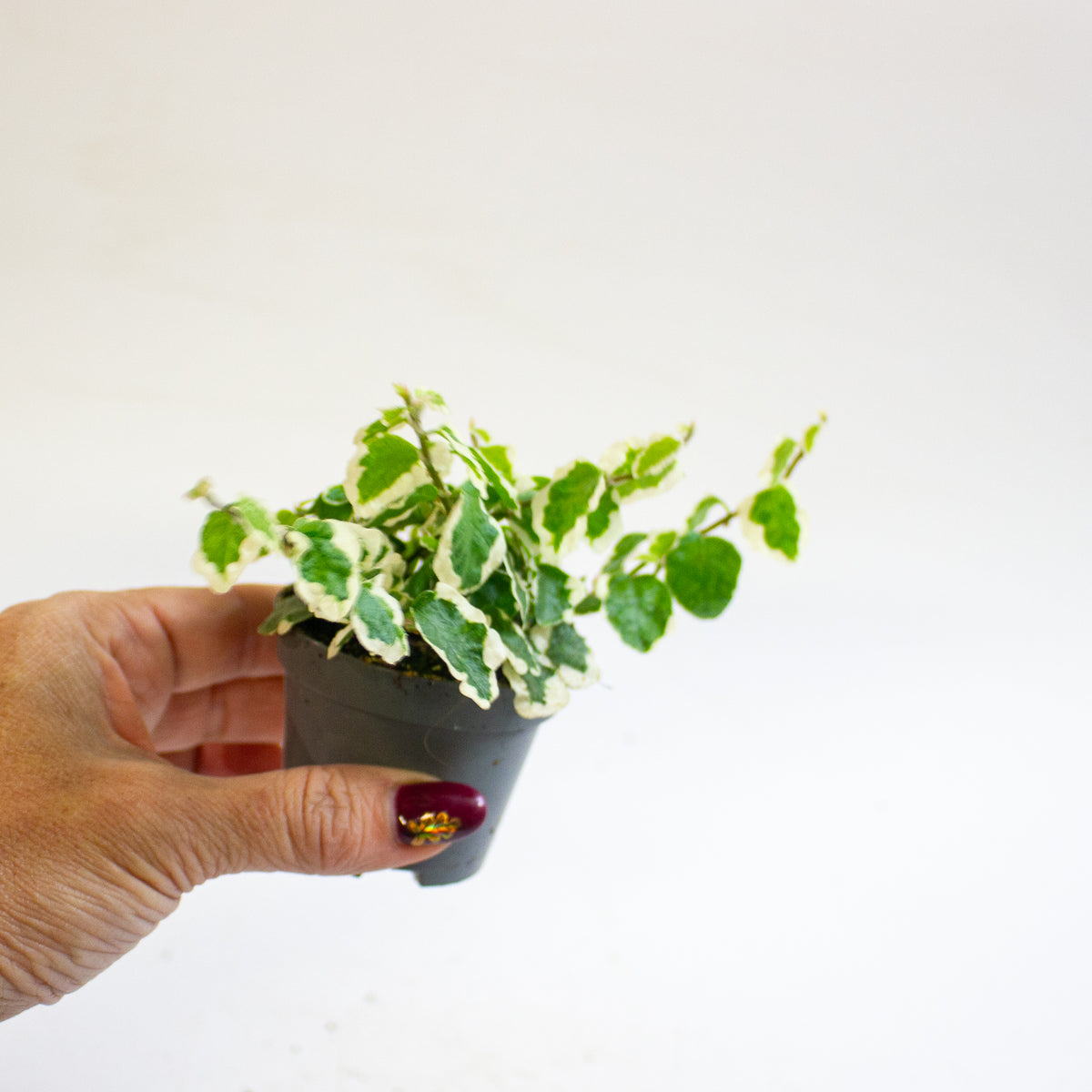 Ficus pumila 'Bellus' 6cm H10cm