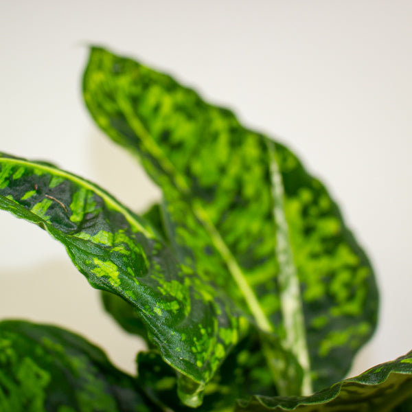 Dieffenbachia Reflector 17cm H60cm