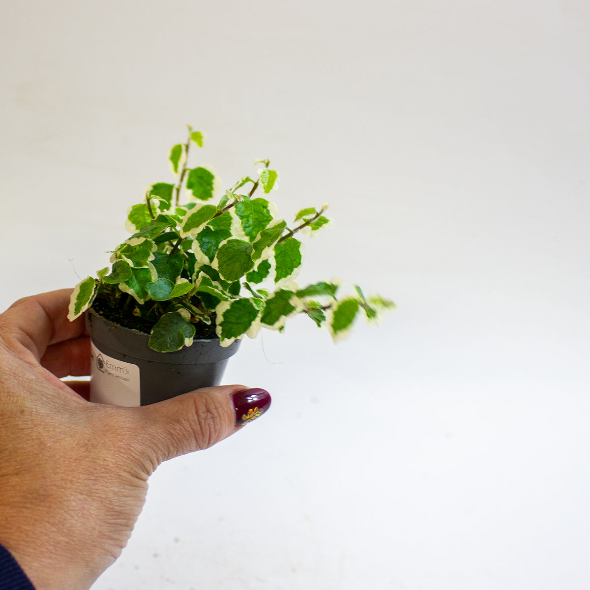 Ficus pumila 'Bellus' 6cm H10cm