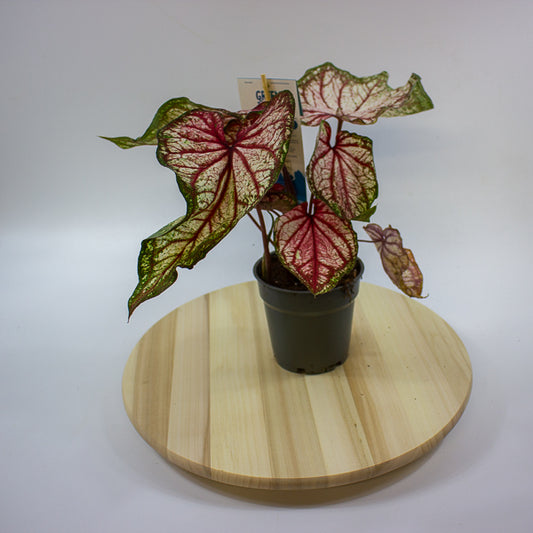 Caladium 12cm H25cm