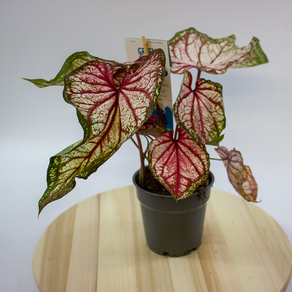 Caladium 12cm H25cm
