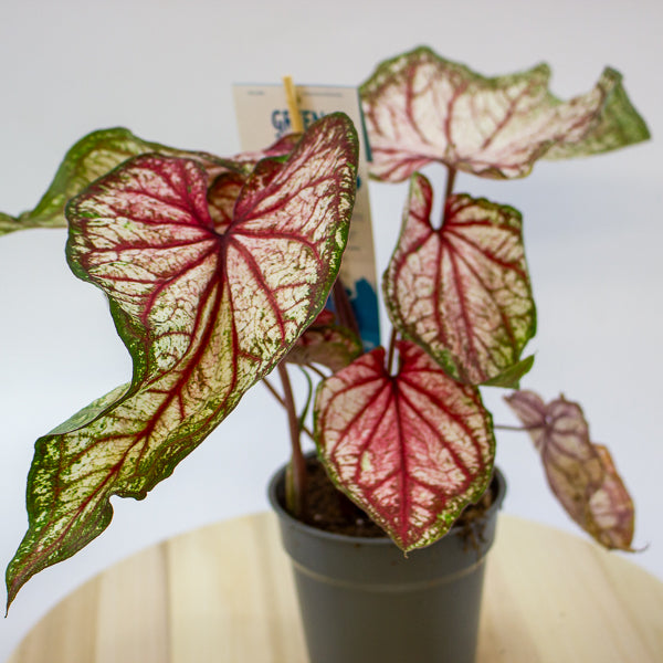 Caladium 12cm H25cm