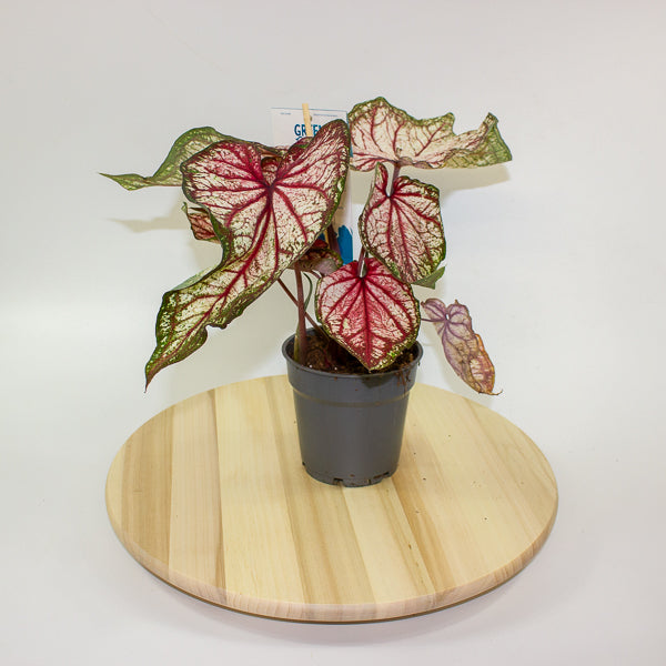 Caladium 12cm H25cm