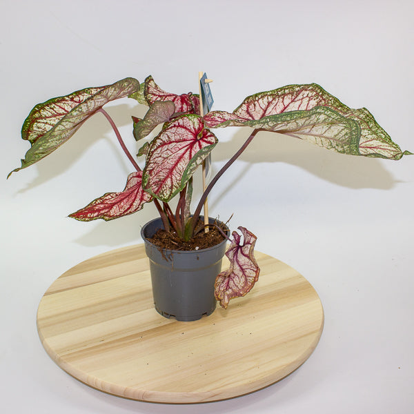 Caladium 12cm H25cm