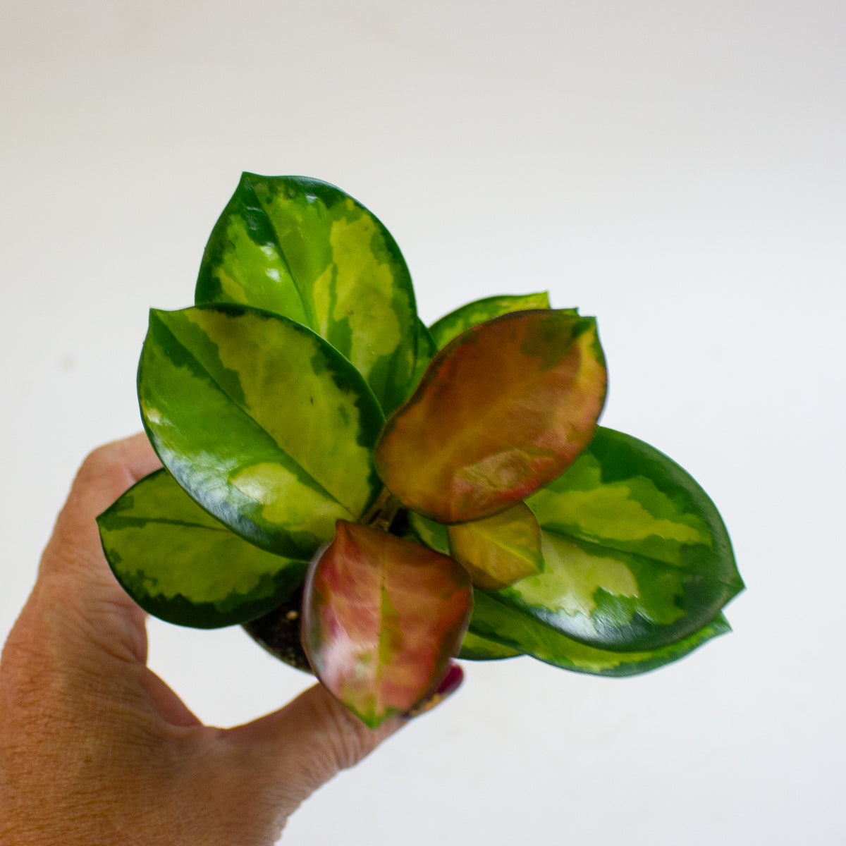Hoya carnosa 'Tricolor' 6cm H12cm