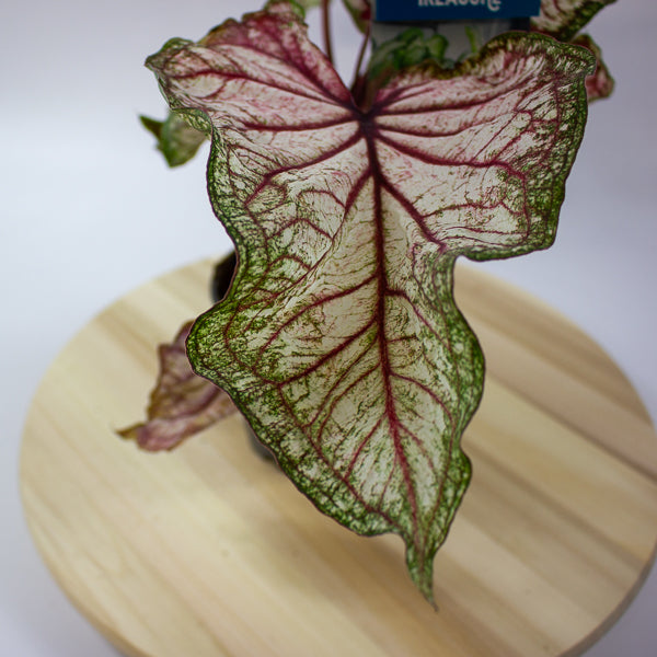 Caladium 12cm H25cm