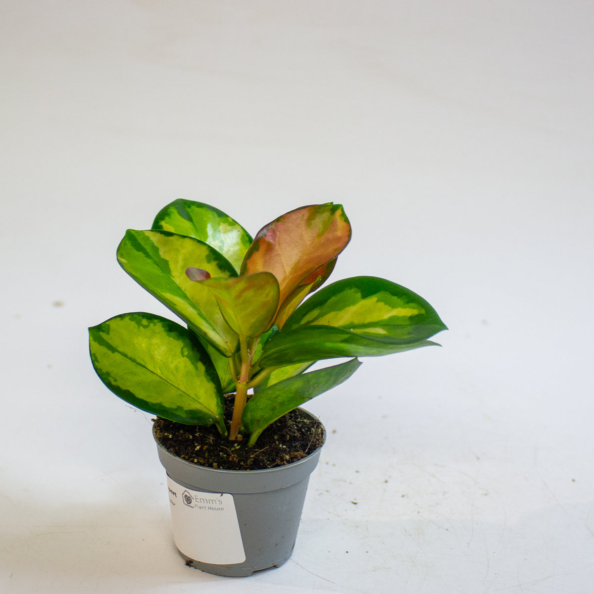 Hoya carnosa 'Tricolor' 6cm H12cm