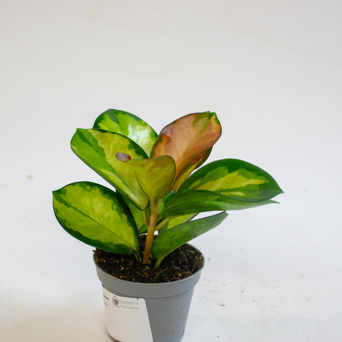 Hoya carnosa 'Tricolor' 6cm H12cm