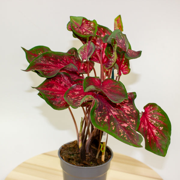 Caladium 12cm H25cm