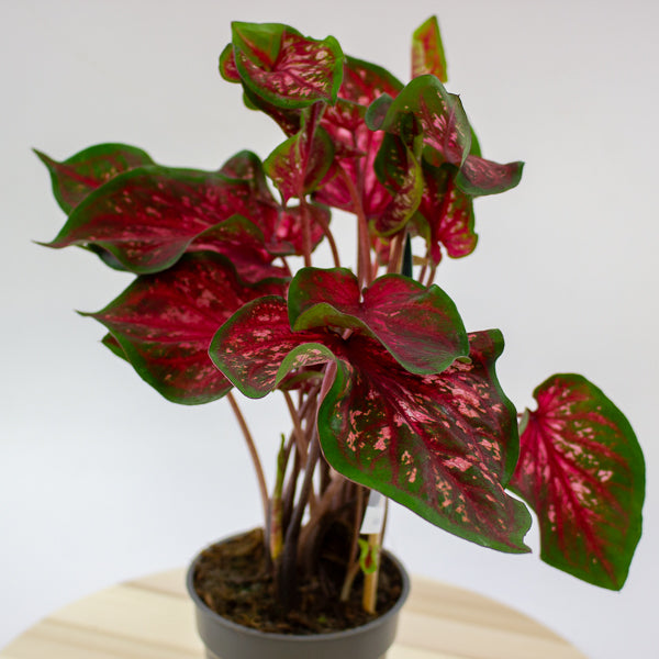 Caladium 12cm H25cm