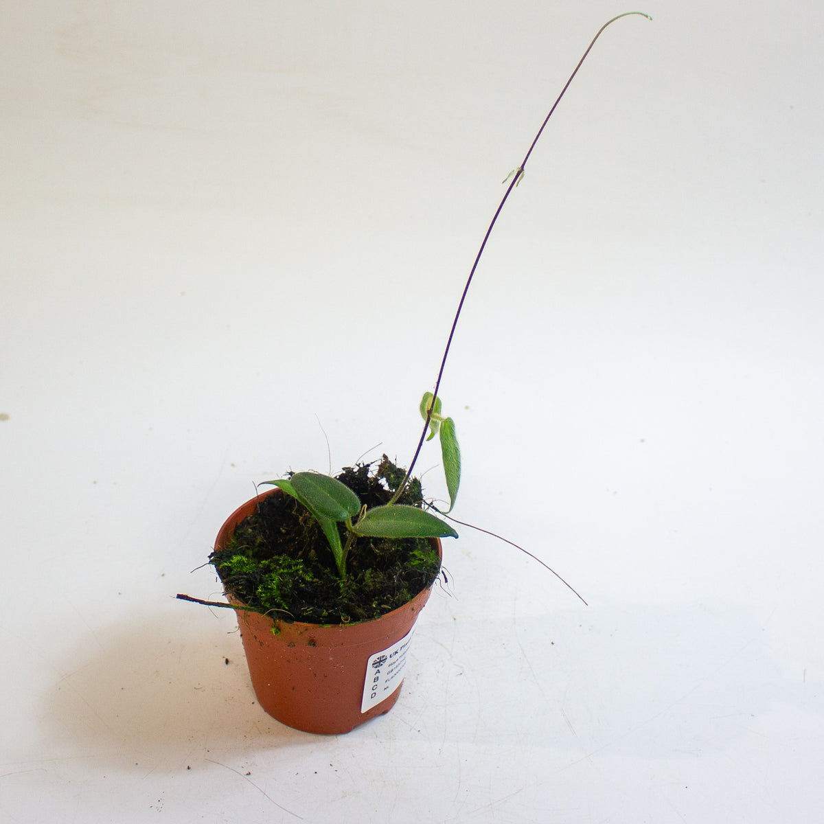 Hoya hypolasia 8cm H10cm