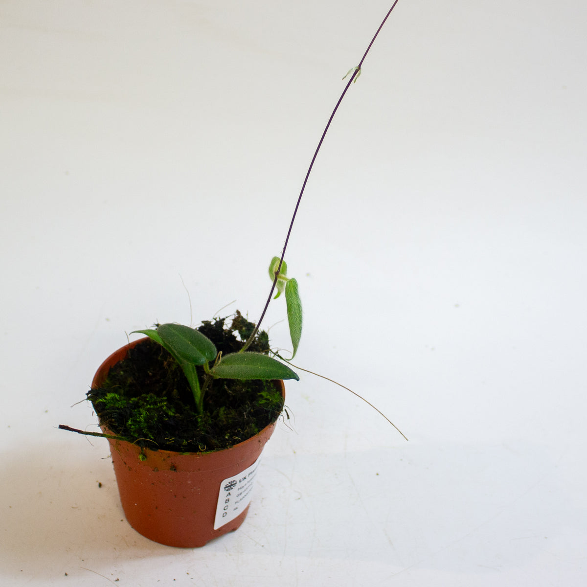 Hoya hypolasia 8cm H10cm