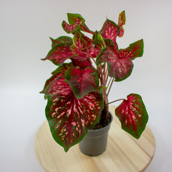Caladium 12cm H25cm