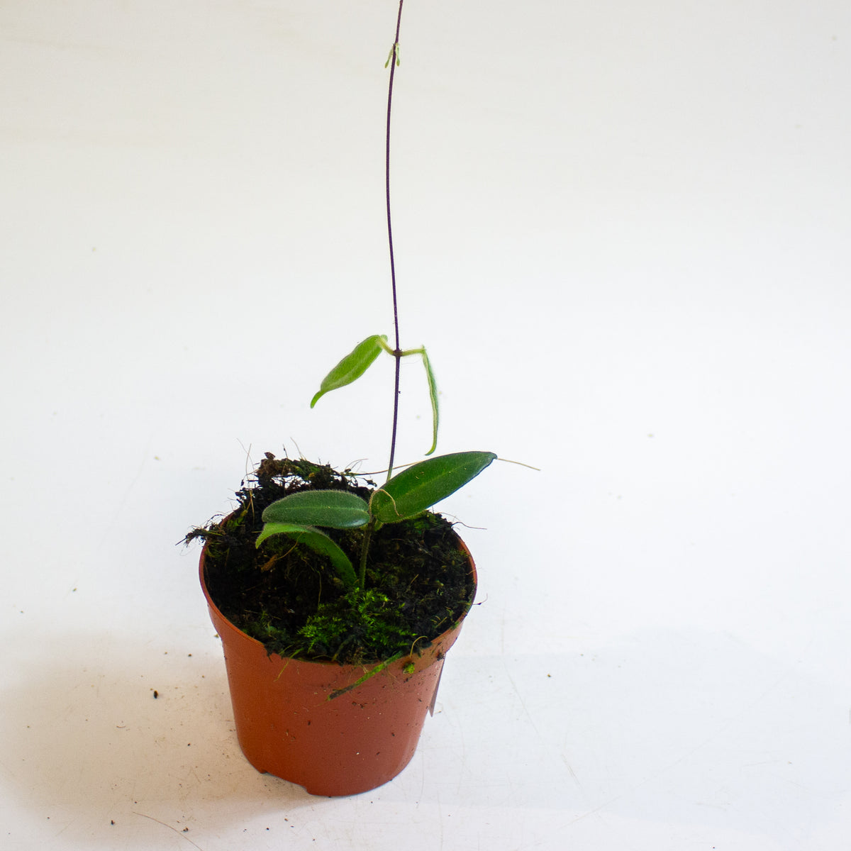 Hoya hypolasia 8cm H10cm