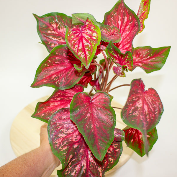 Caladium 12cm H25cm