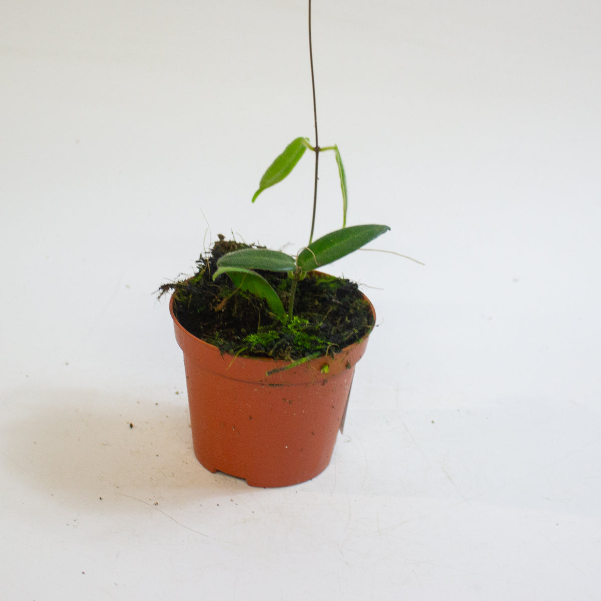 Hoya hypolasia 8cm H10cm