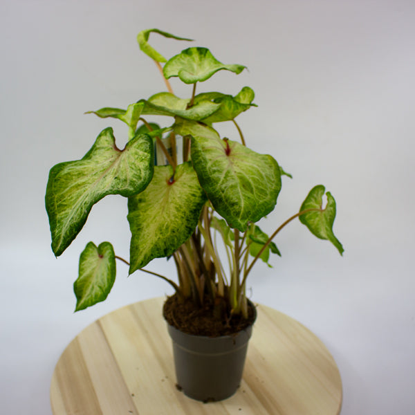 Caladium 12cm H25cm
