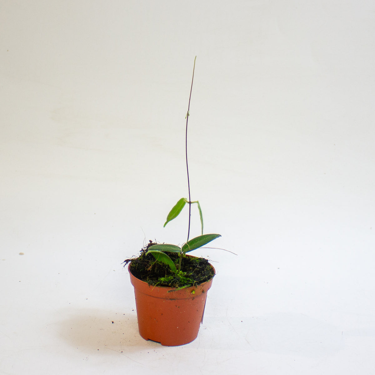 Hoya hypolasia 8cm H10cm