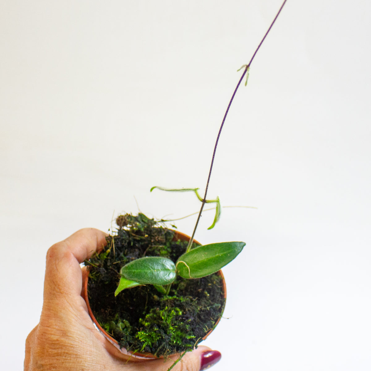 Hoya hypolasia 8cm H10cm