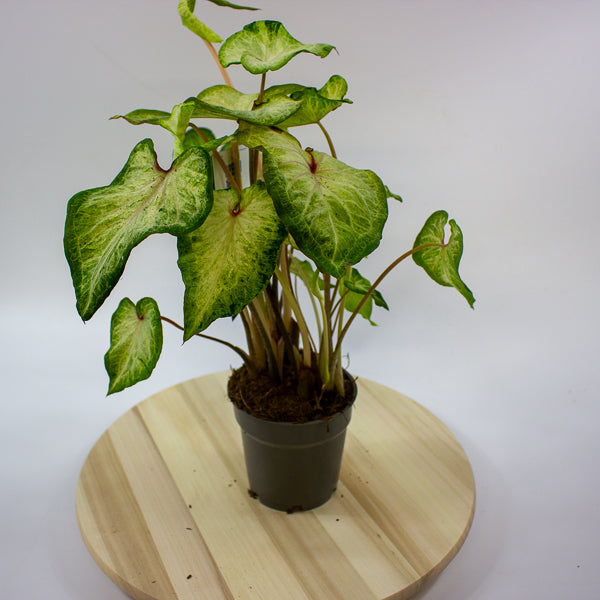 Caladium 12cm H25cm