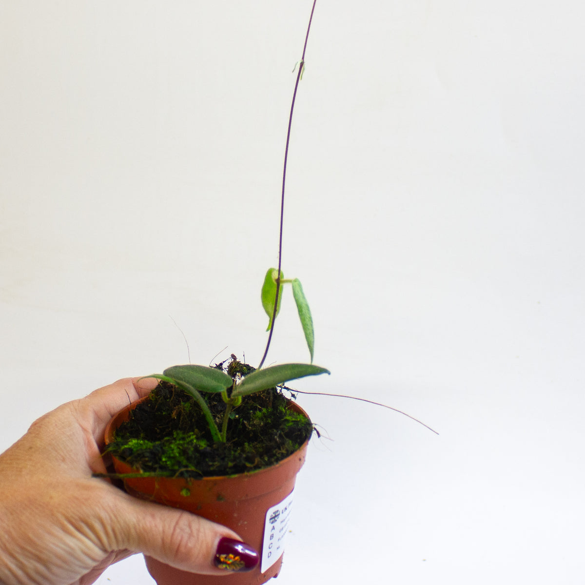 Hoya hypolasia 8cm H10cm