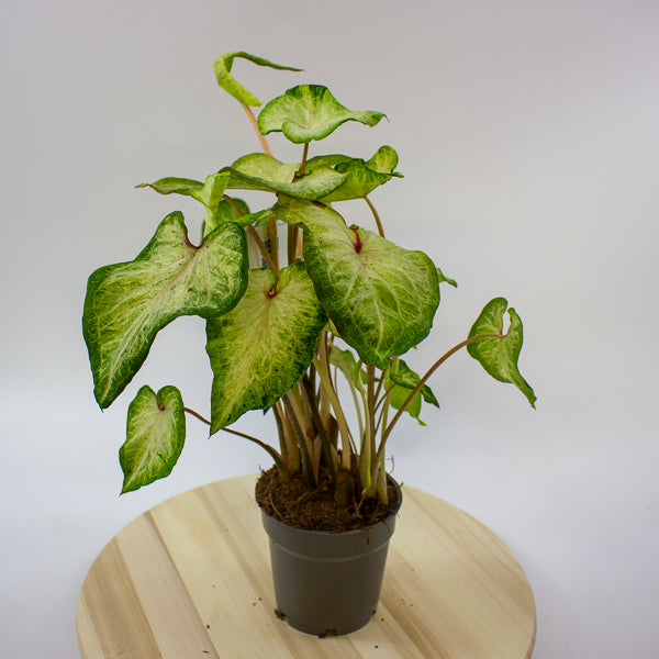 Caladium 12cm H25cm