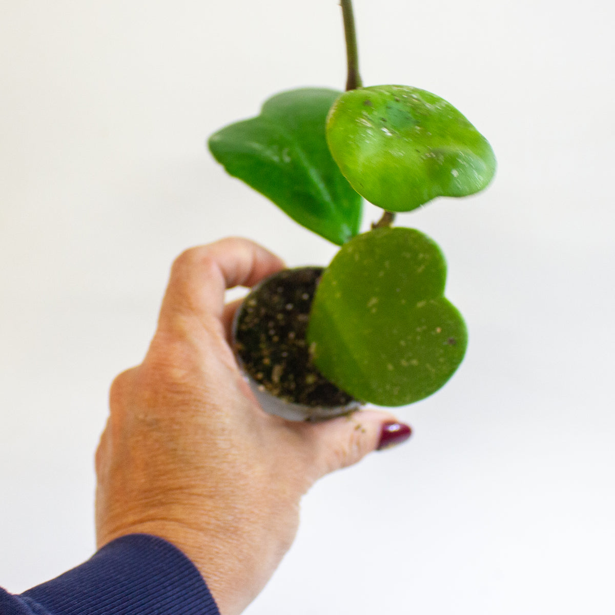 Hoya kerrii 6cm H10cm