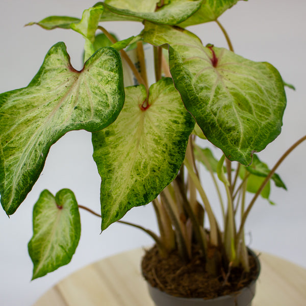 Caladium 12cm H25cm