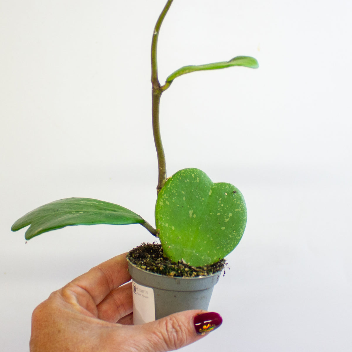 Hoya kerrii 6cm H10cm
