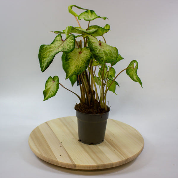 Caladium 12cm H25cm