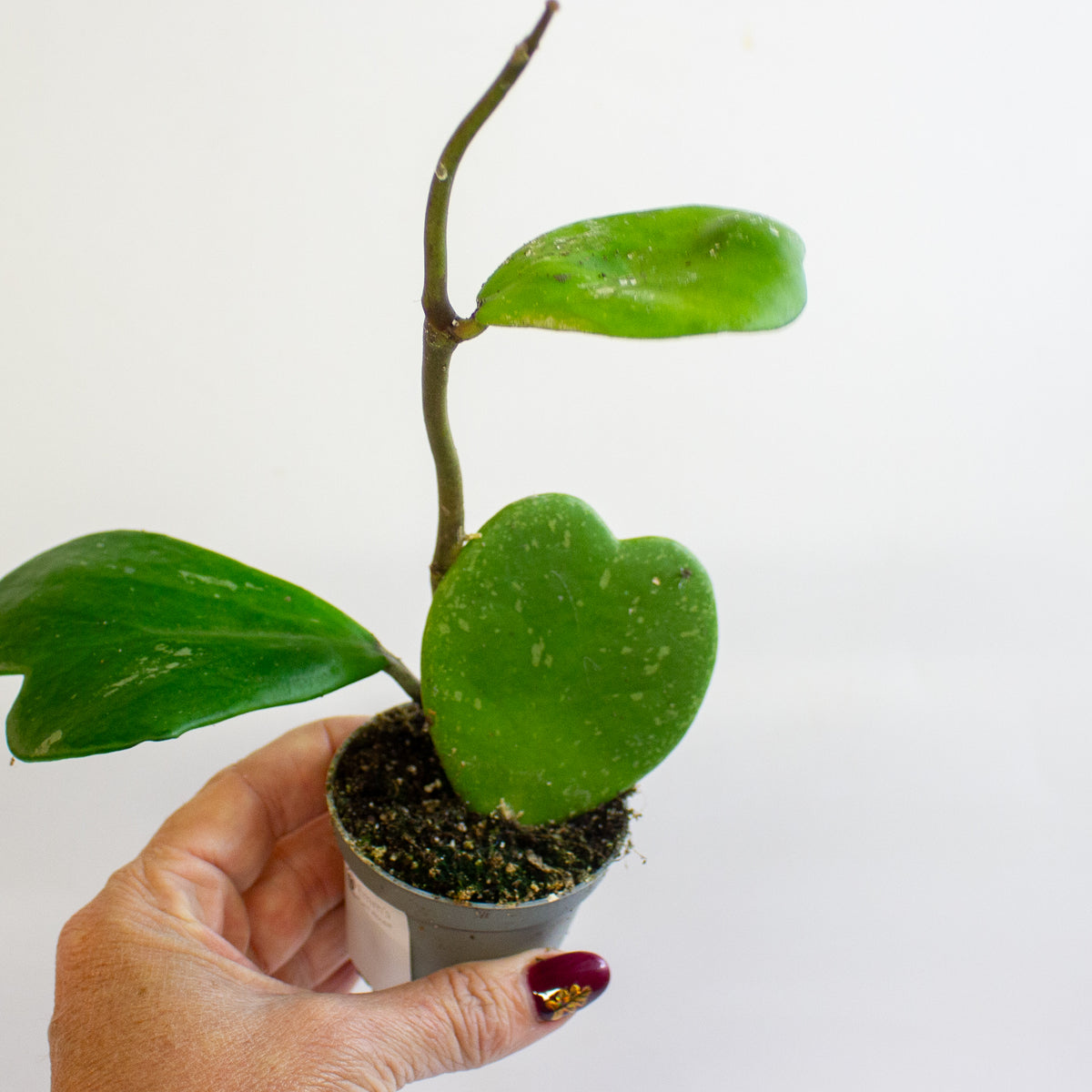 Hoya kerrii 6cm H10cm