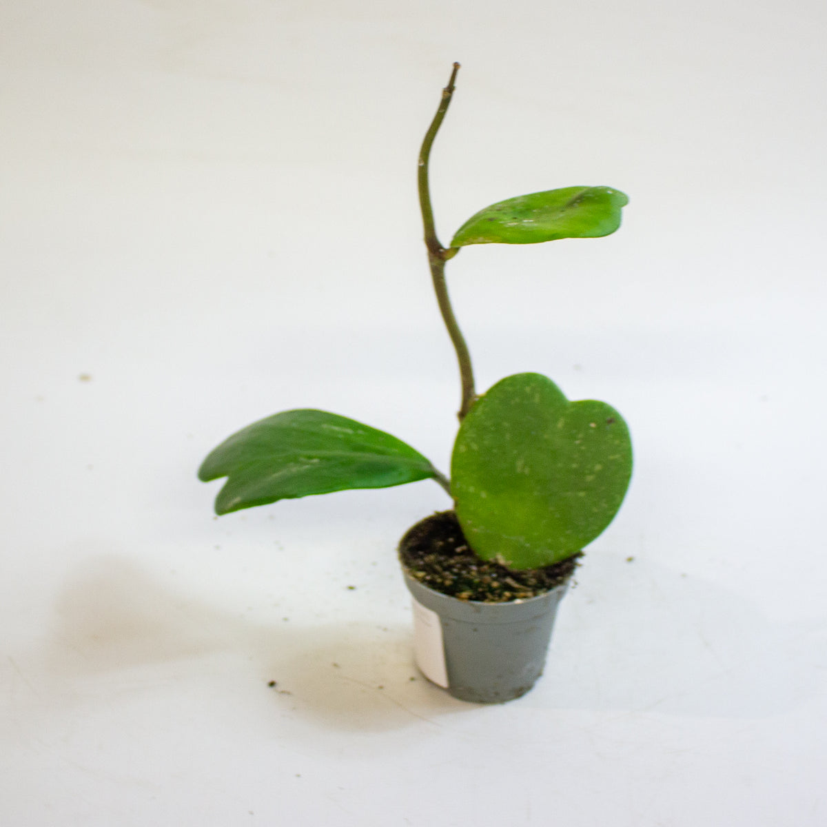 Hoya kerrii 6cm H10cm