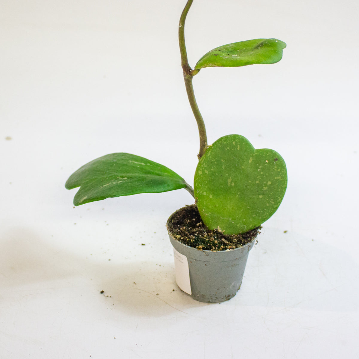 Hoya kerrii 6cm H10cm