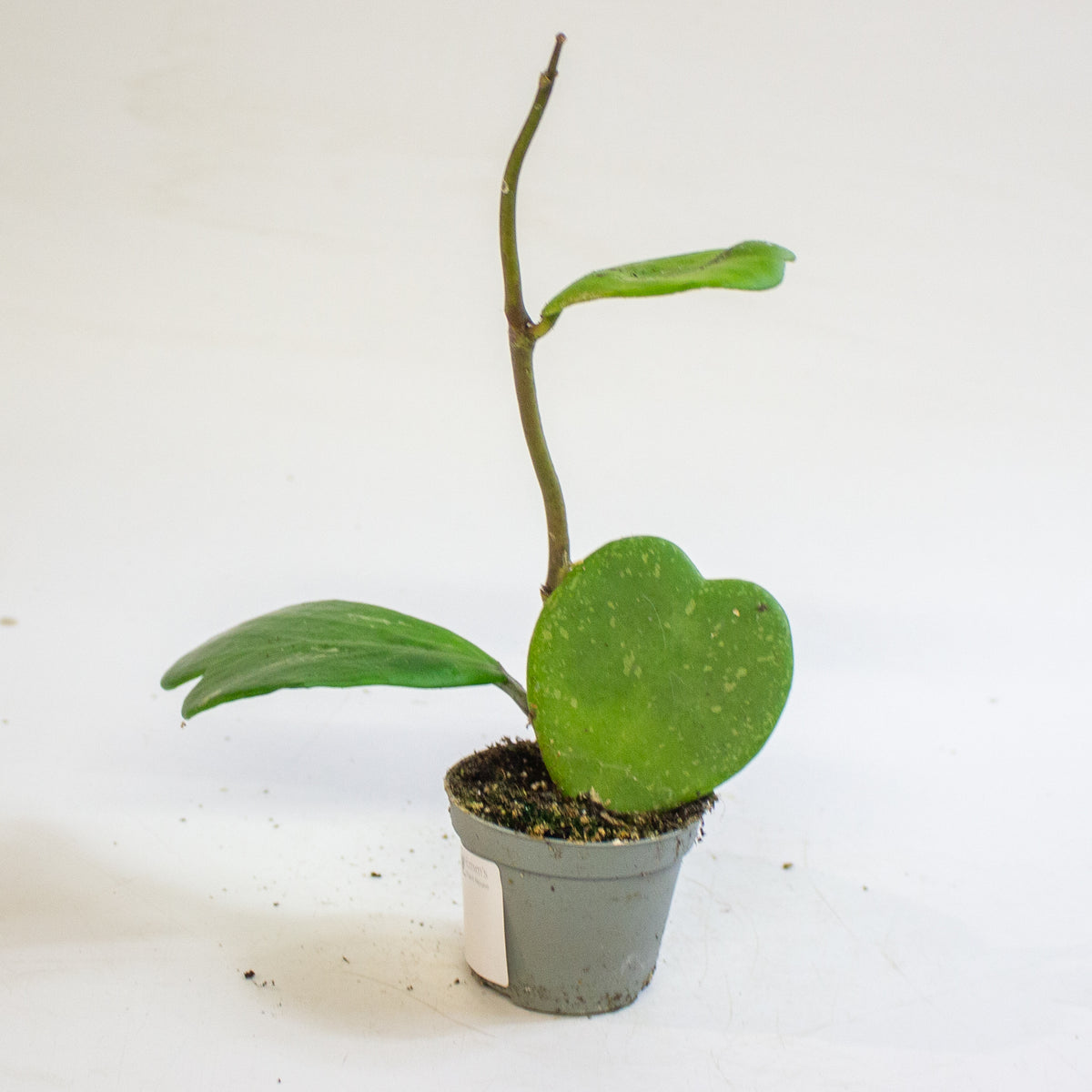 Hoya kerrii 6cm H10cm