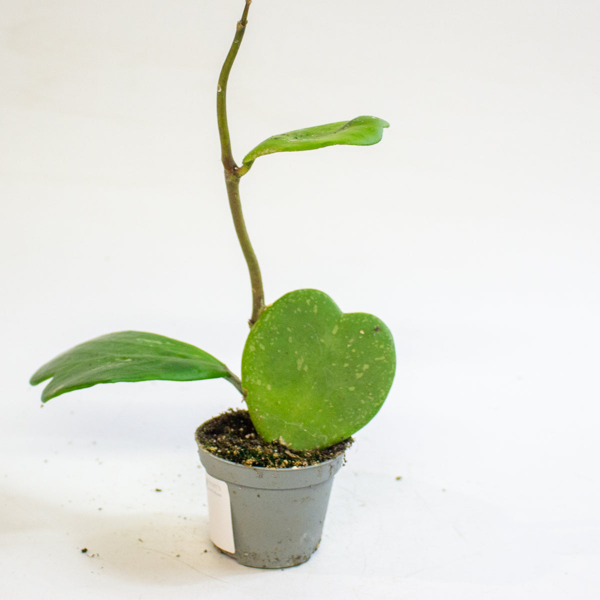 Hoya kerrii 6cm H10cm