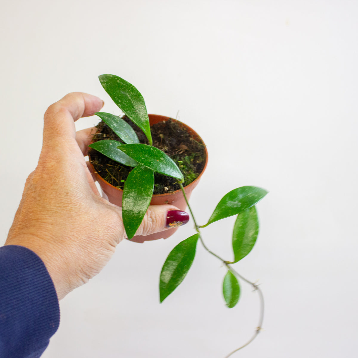 Hoya sp Cianjur 8cm H10cm