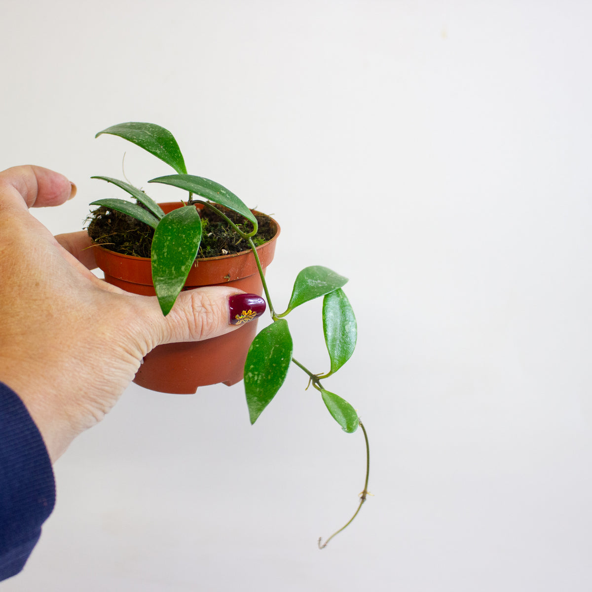 Hoya sp Cianjur 8cm H10cm