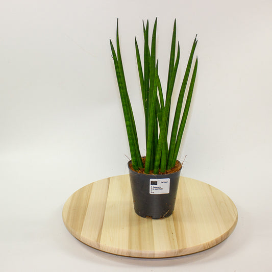 Sansevieria cylindrica 12cm H42cm