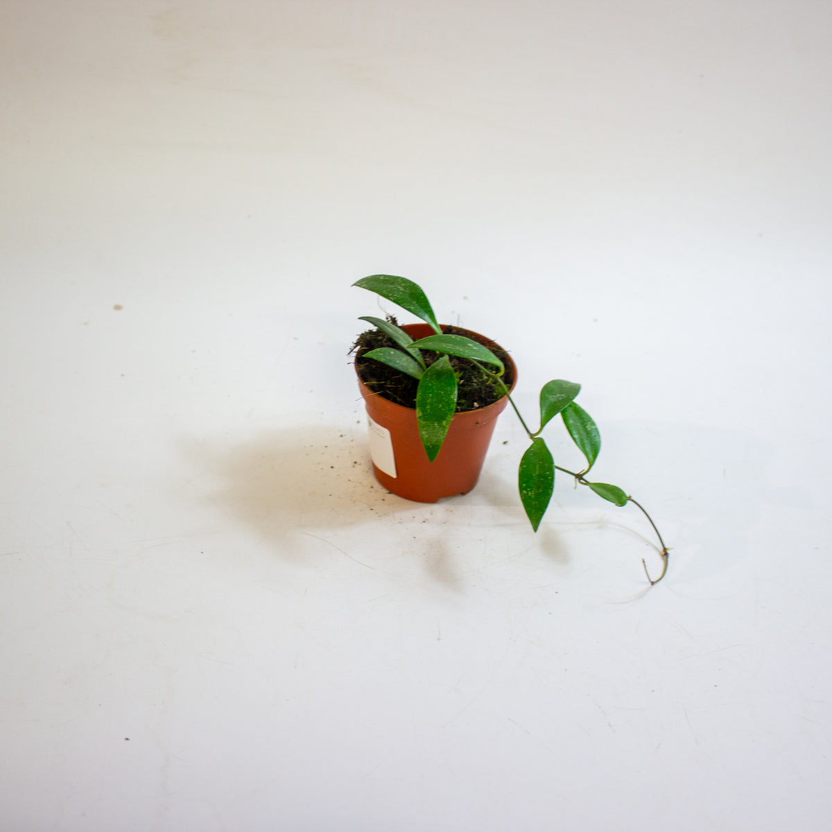 Hoya sp Cianjur 8cm H10cm