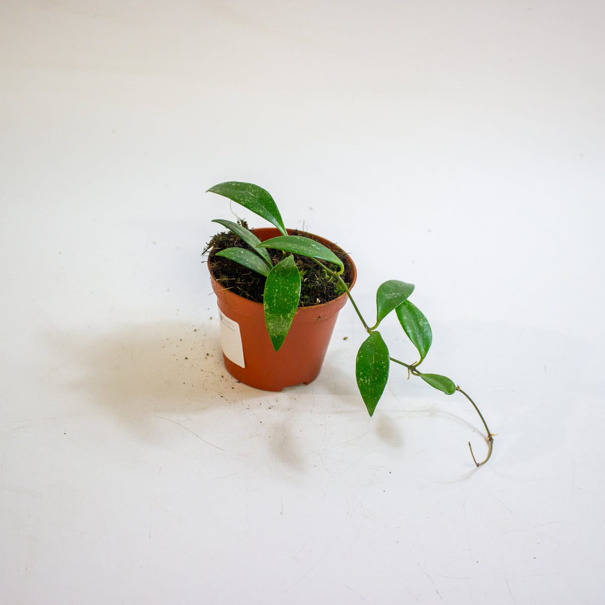 Hoya sp Cianjur 8cm H10cm