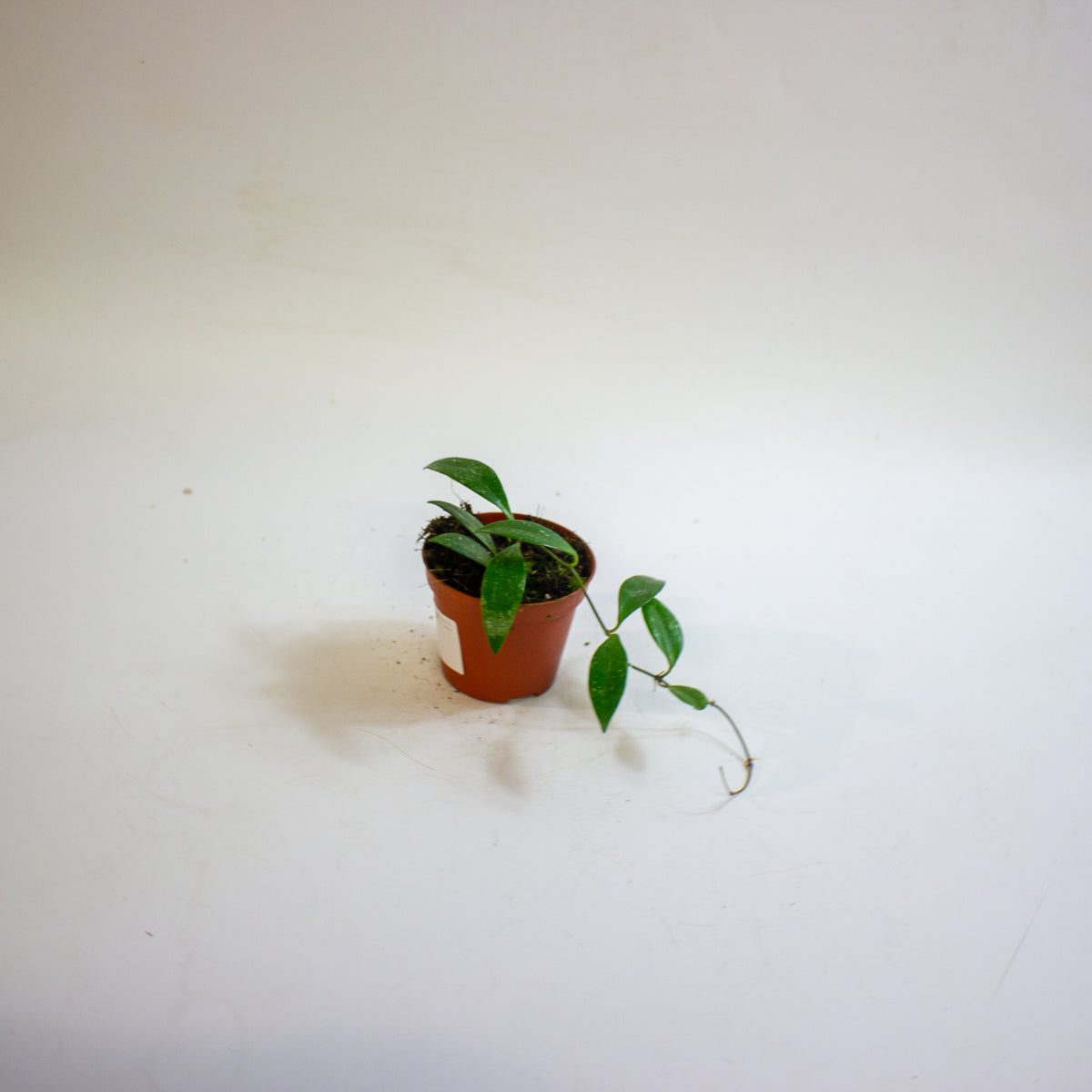 Hoya sp Cianjur 8cm H10cm